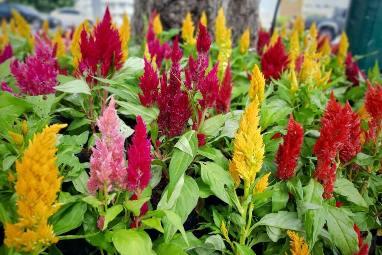 Twisted Purple Celosia