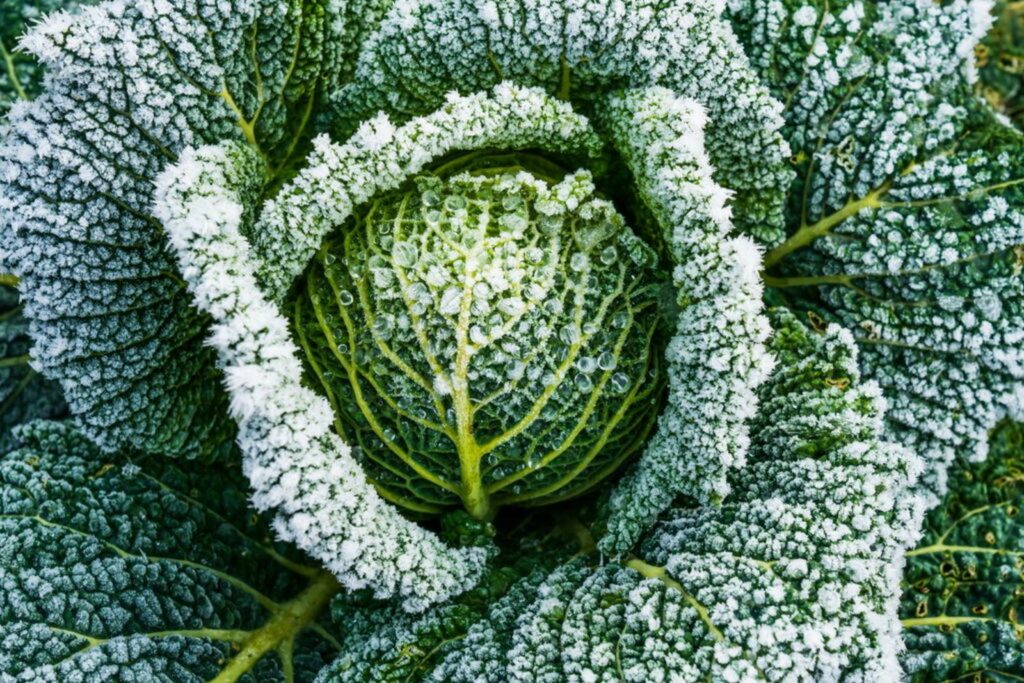 Frosty savoy cabbage in January