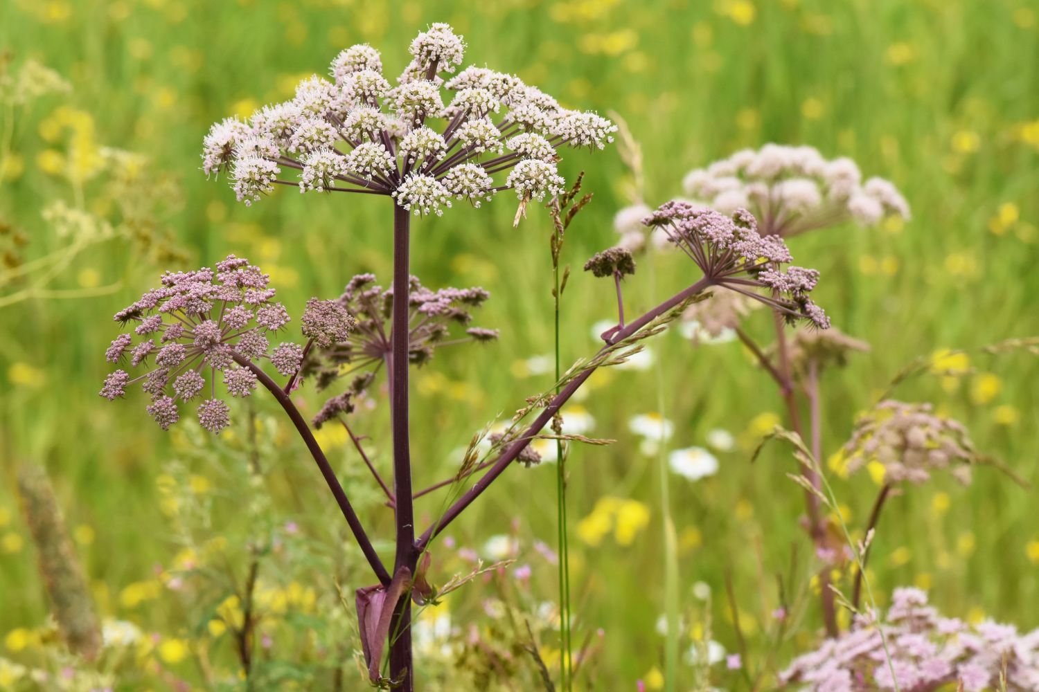 Angelica varieties, care & uses Plantura