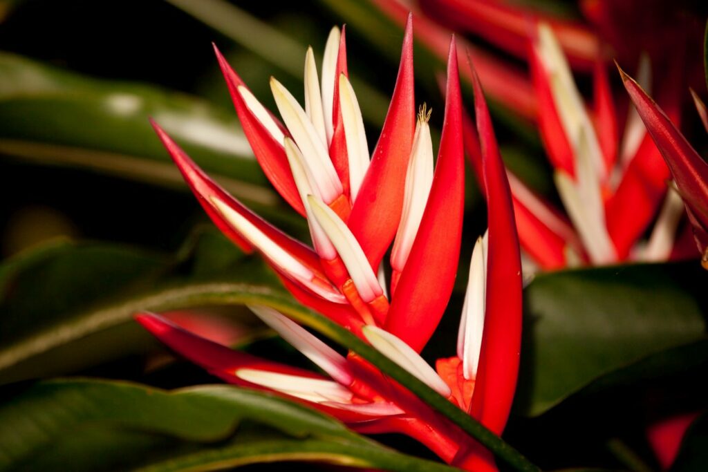 Red Heliconia angusta flowers