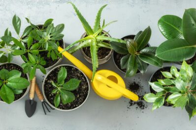 Watering indoor plants: tips & tricks for houseplant irrigation