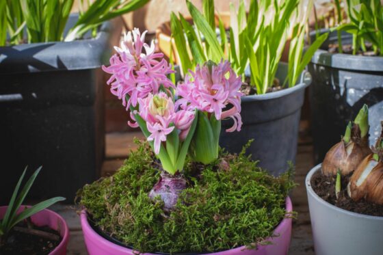 Hyacinths: flowering season, varieties & cultivation