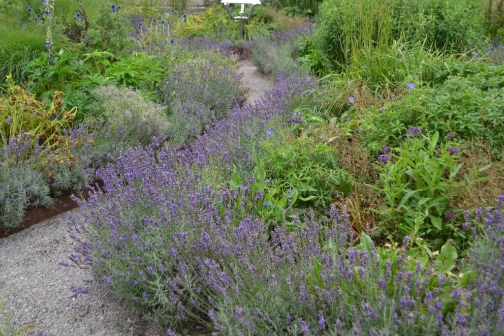 Planting lavender in the garden - Plantura