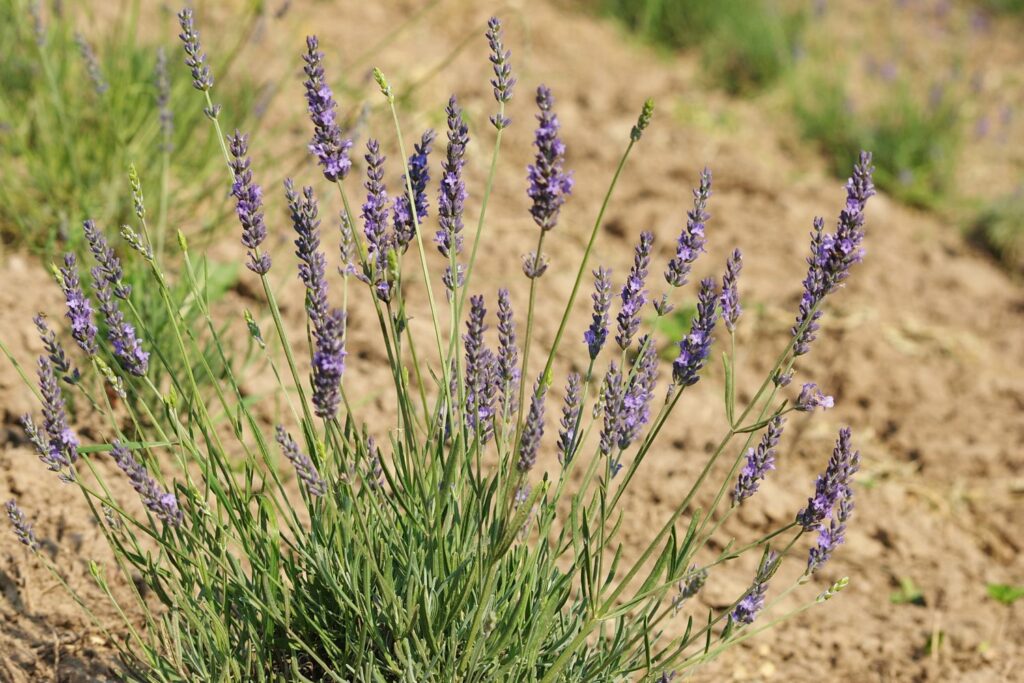 Lavender in natural habitat in bare soils