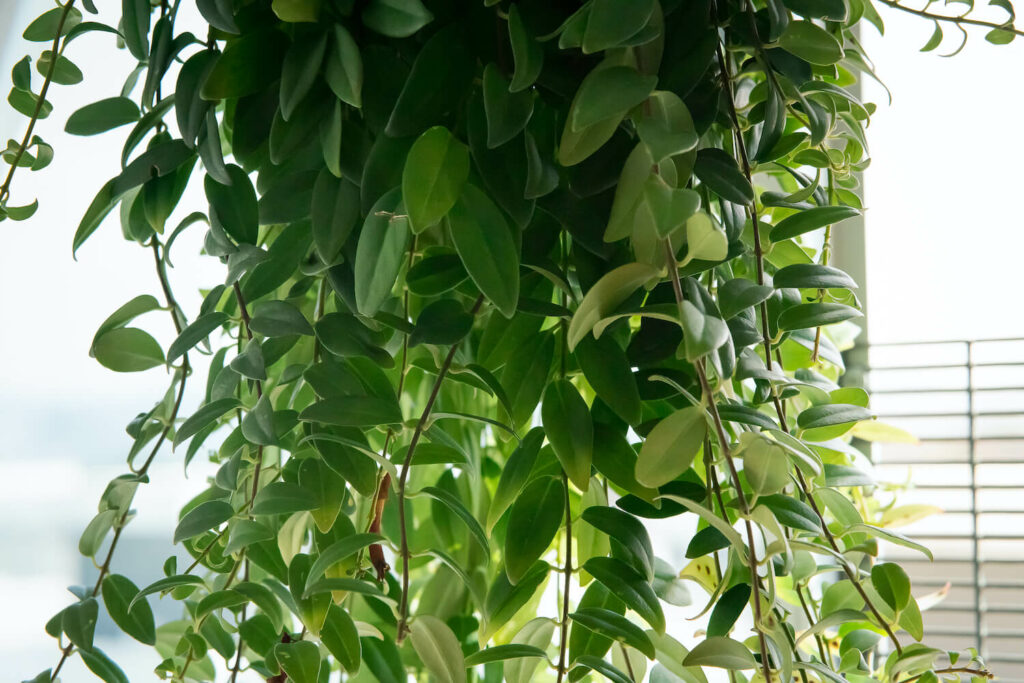 Trailing stems of lipstick plant