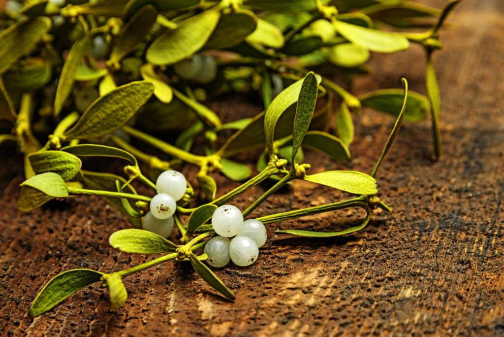 Mistletoe with white berries