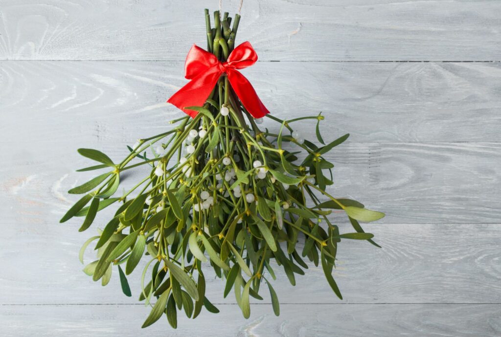 Bunch of mistletoe with a bow