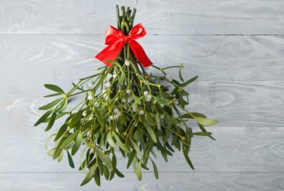 Mistletoe: a traditional Christmas plant