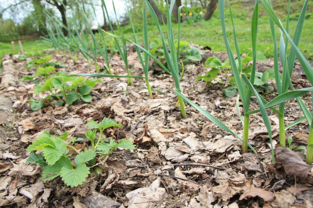 Garlic and strawberries in vegetable patch