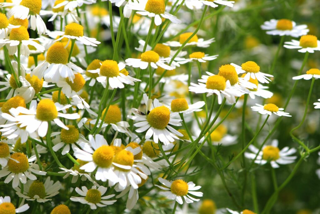 Lots of chamomile flowers in bloom