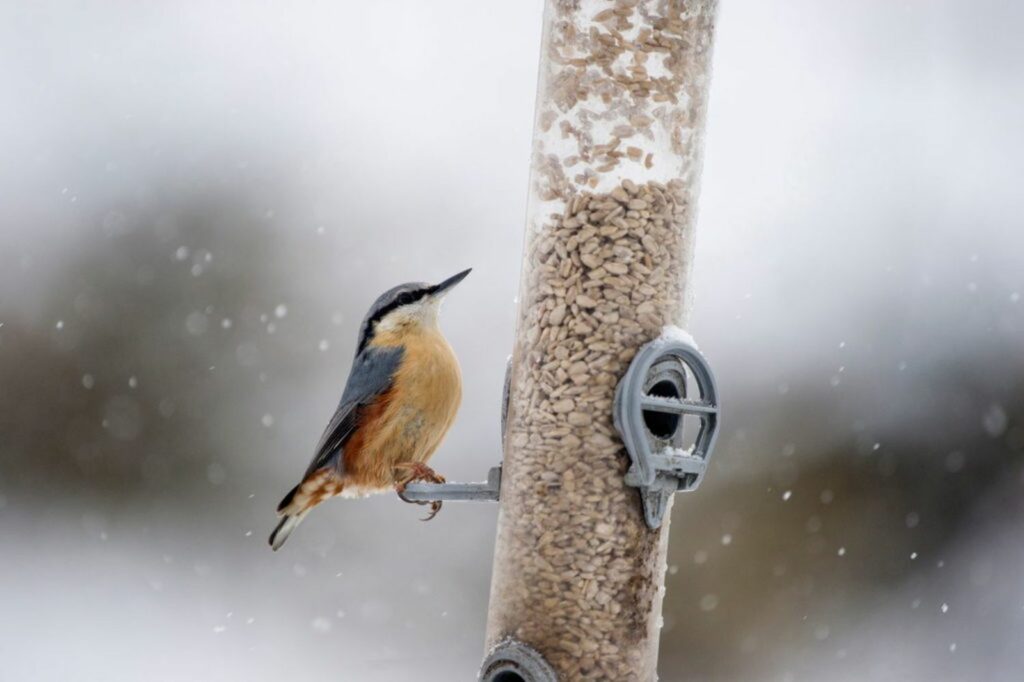 Nuthatch bird sitting at feeder