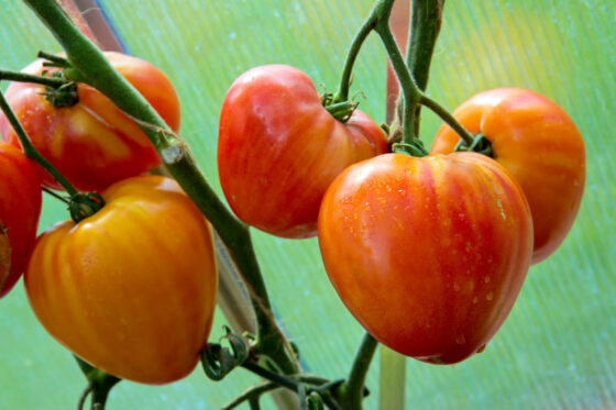 Orange Russian tomato: growing this orange oxheart tomato