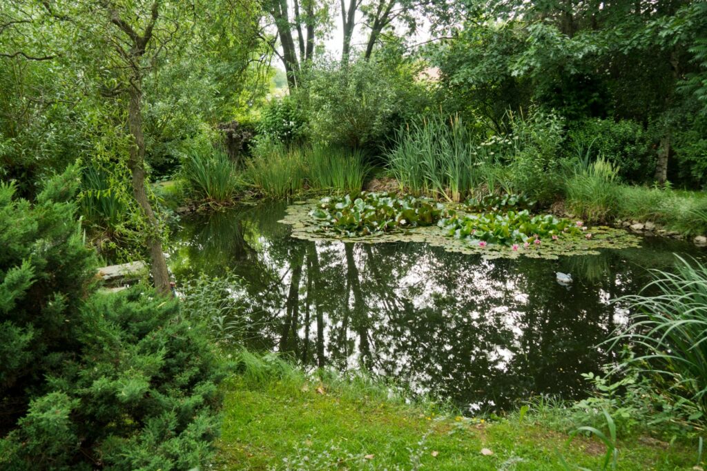 Pond full of plants, surrounded by trees