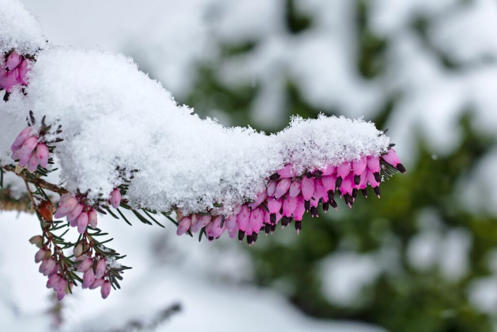 Pink snow-covered Erica carnea