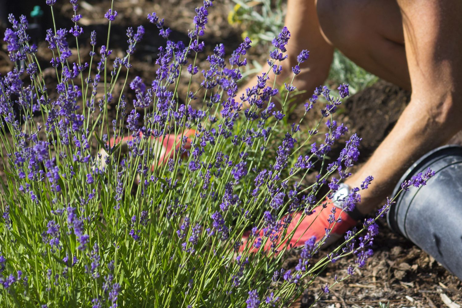 How to Plant Lavender Plants  Garden Goods Direct Planting Guide