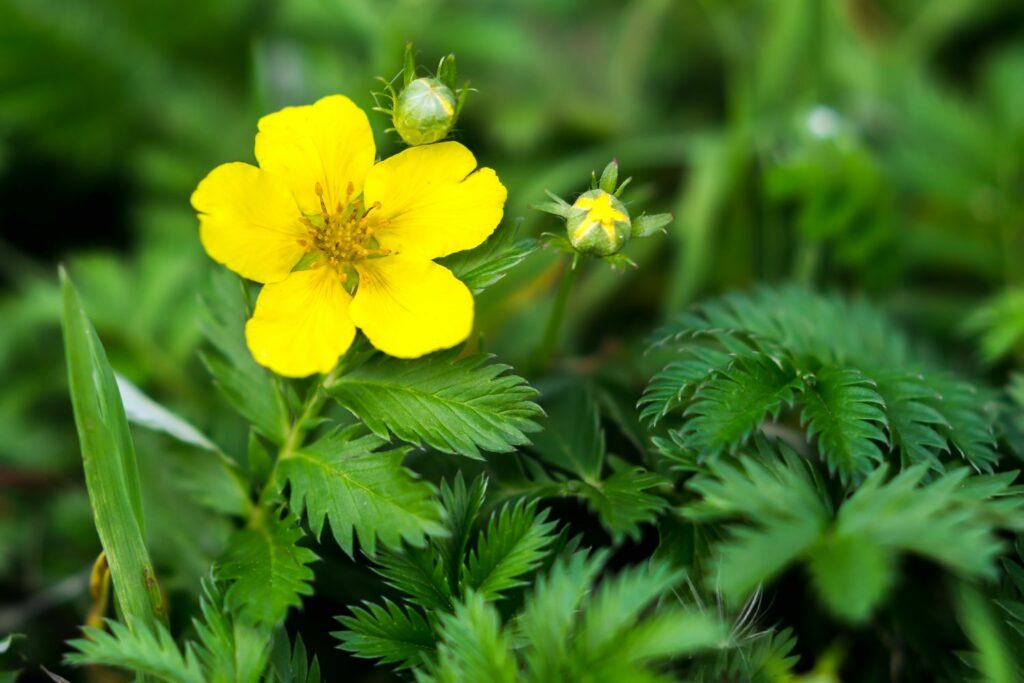 Yellow dog’s tansy flower