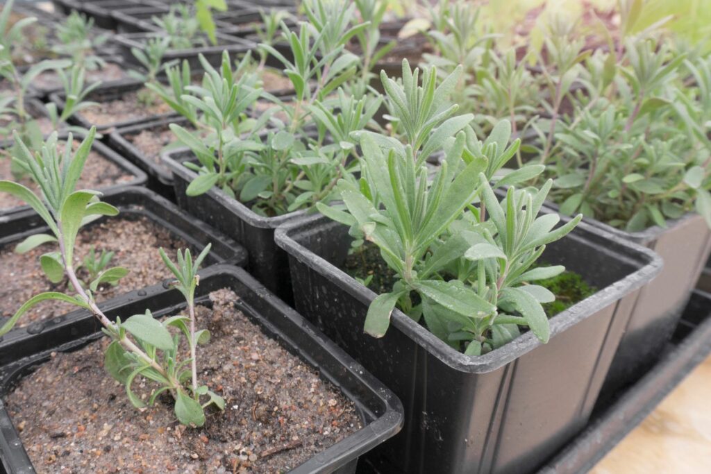 Young lavender plants in pots