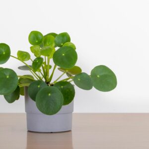 Chinese money plant: care & propagation of Pilea peperomioides