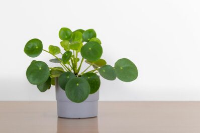 Chinese money plant: care & propagation of Pilea peperomioides