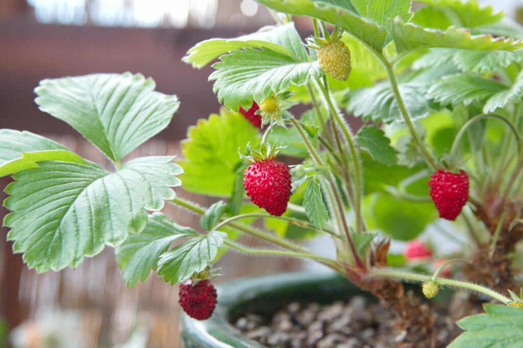How to grow strawberries: from seed or runners