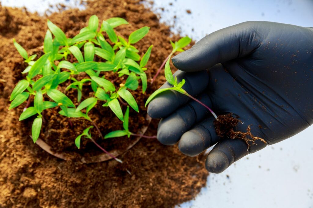 Pricking Out Seedlings What Why How Plantura