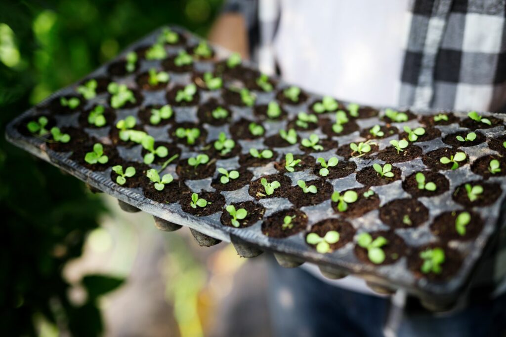 Seedlings in pricking out tray