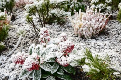 How to protect plants from frost