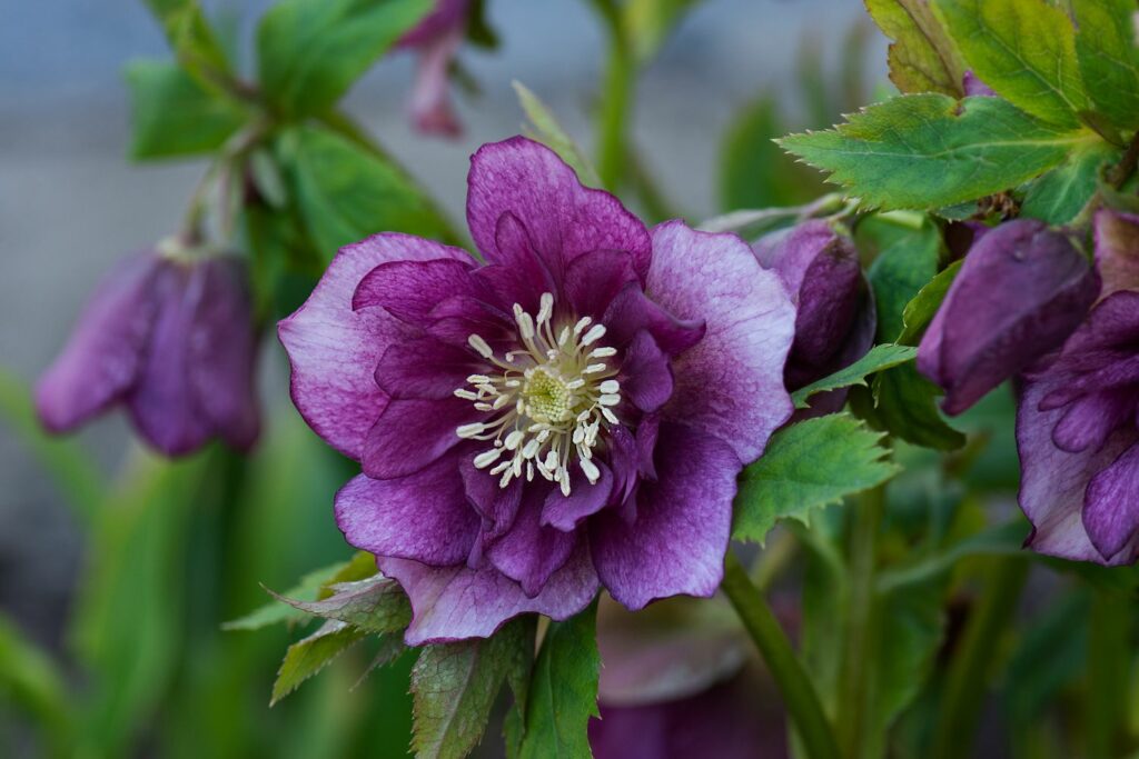 Purple double-flowered Lenten rose