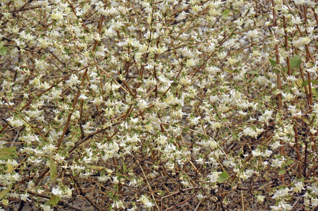 Cream-coloured purpus honeysuckle flowers