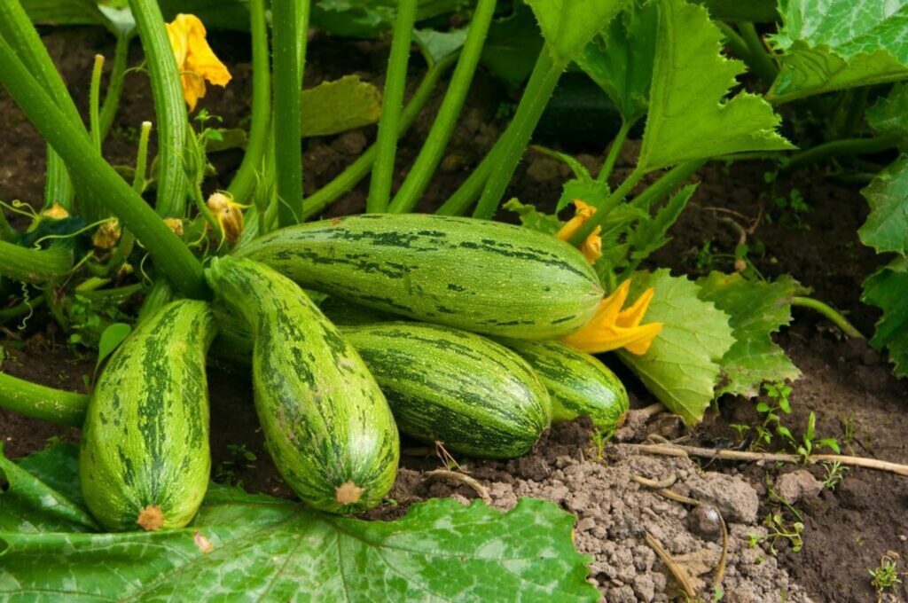 Ripe courgettes on plant