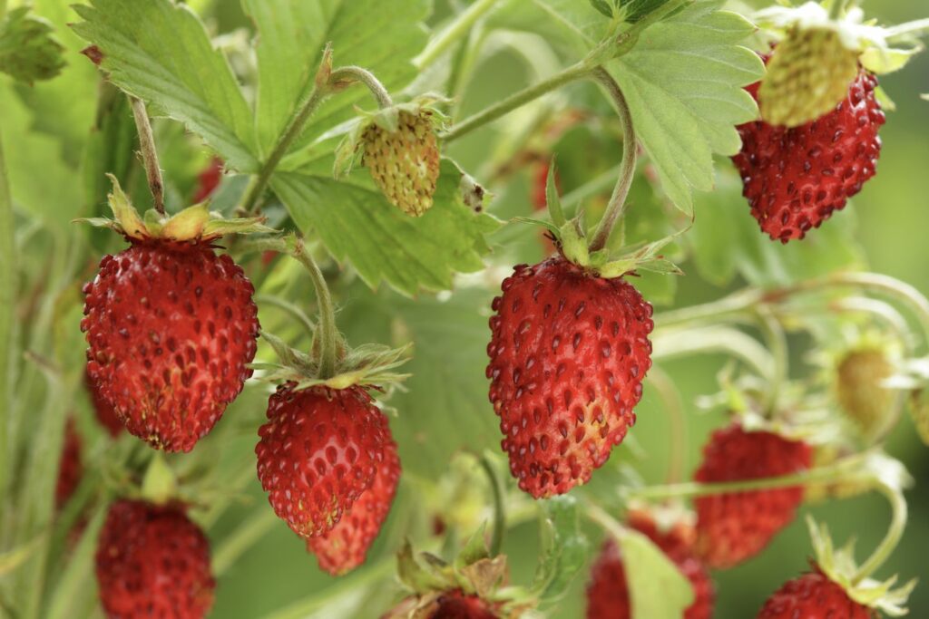 Close-up of ‘Alexandria’ strawberries
