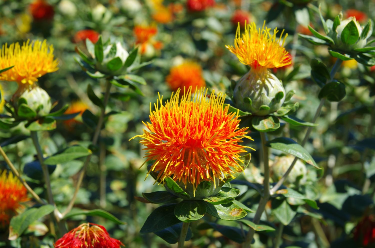 Image of Safflower and potatoes companion planting
