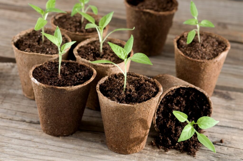 Seedings in individual biodegradable pots