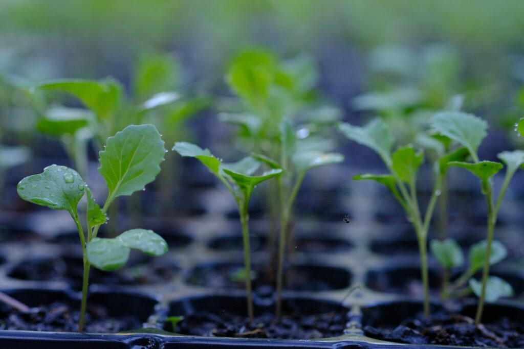 Kohlrabi seedlings planted shallowly