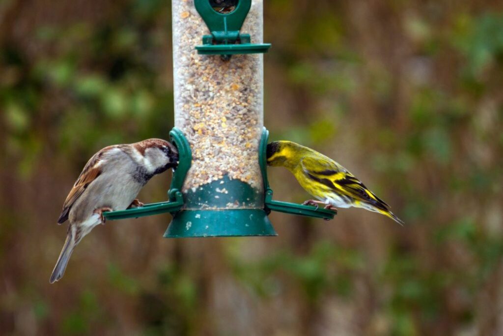 Birds feeding from a silo feeder