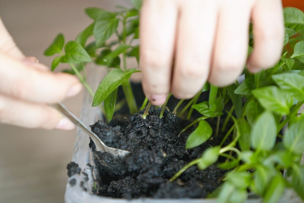 Pricking out seedlings with a spoon