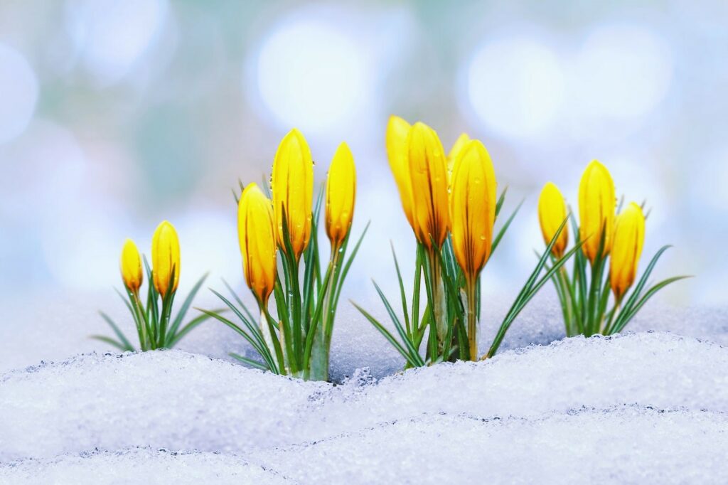 Yellow crocus flowering in snow