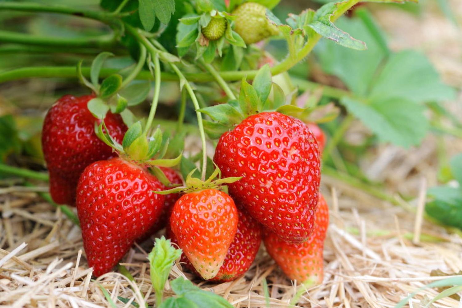 Seasonal calendar overview for fruit & veg Plantura