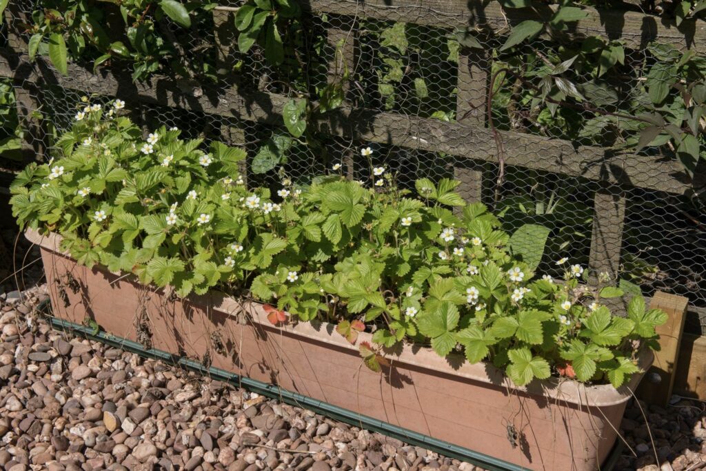 Strawberries growing in container