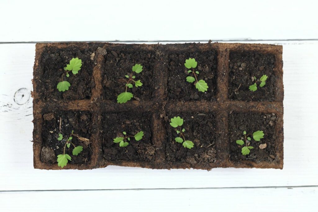 Planting tray of young strawberry plants