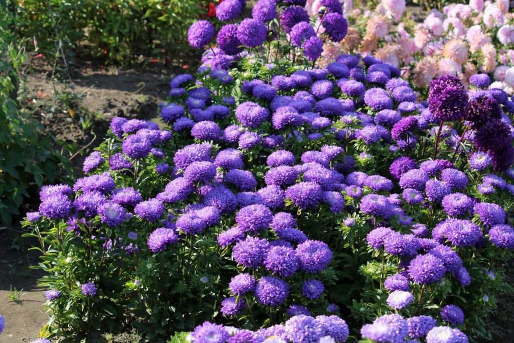 Bright purple aster flowers