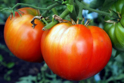 Tomato plant problems: rot, curling leaves & sunburnt tomatoes