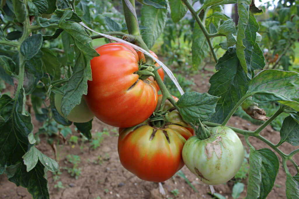 Tomatoes with green collar