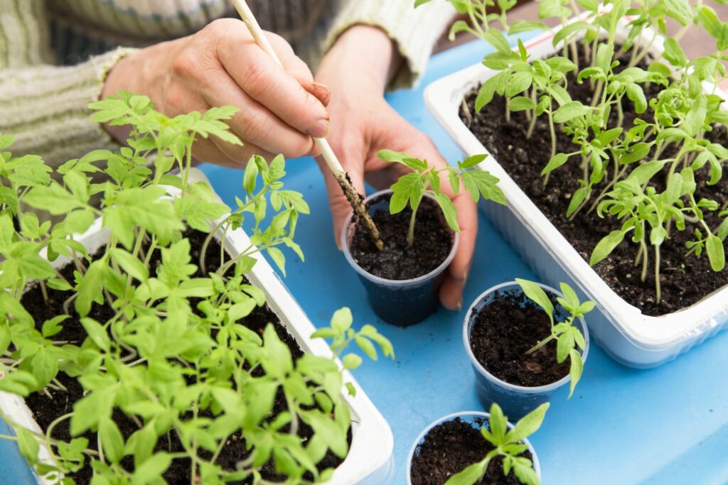 Pricking out tomato seedlings