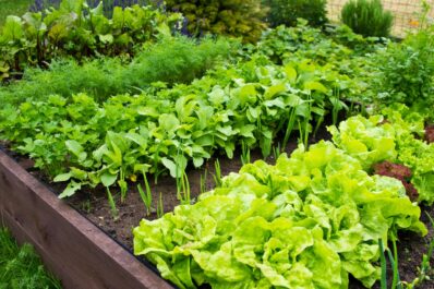 Planting a vegetable garden: ideas, location & instructions
