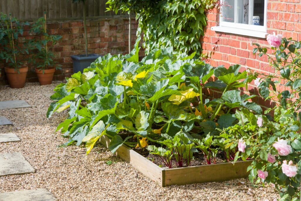 Vegetable patch with courgettes