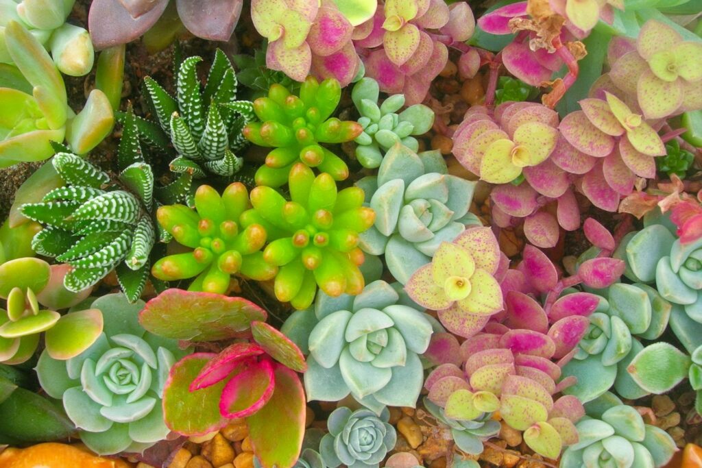 Watering an assortment of succulents