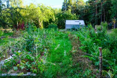 What is permaculture? Definition & benefits