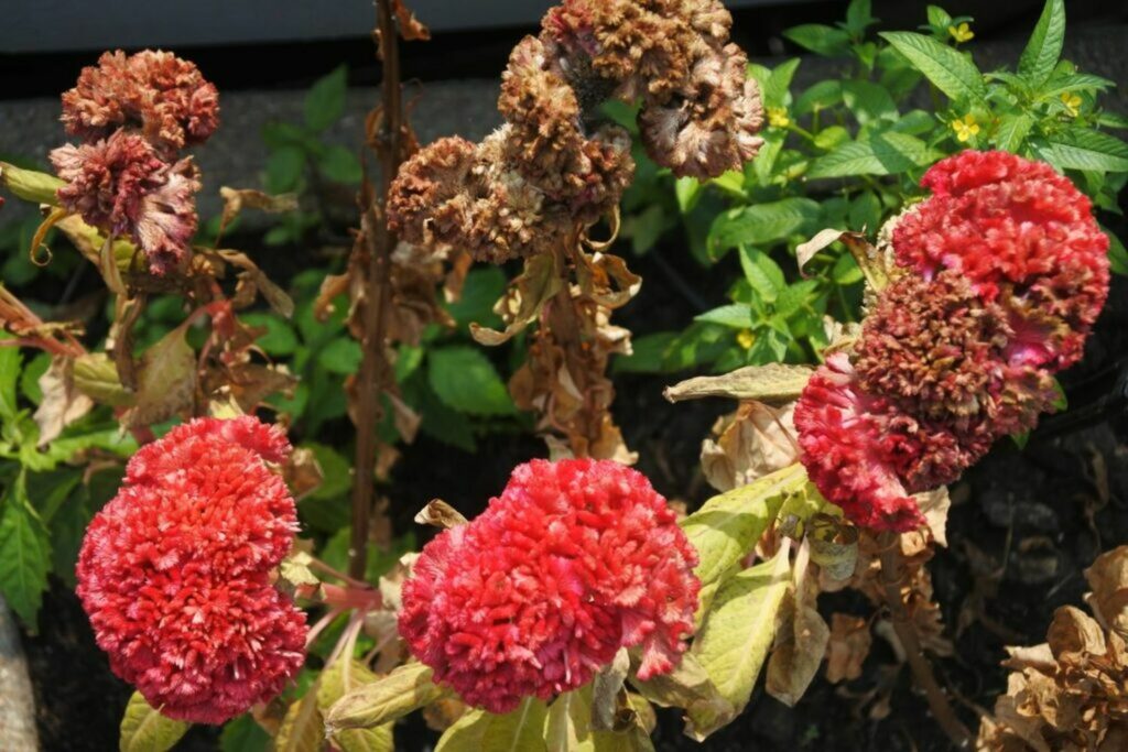Brown and wilted celosia flowerheads