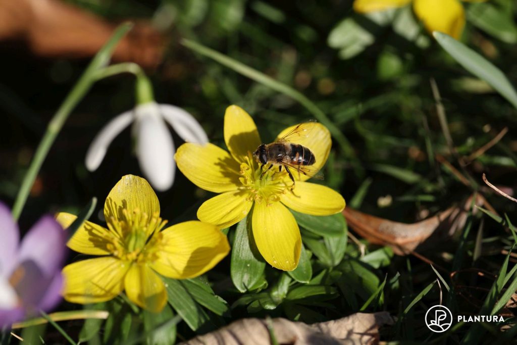 Bee on yellow Eranthis flower